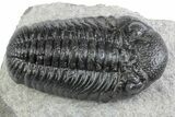 Prone Morocops Trilobite Fossil - Ofaten, Morocco #383416-1